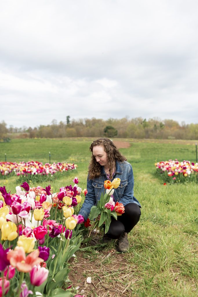 holly of holly marie photography picking tulips in tulip and flower field aspers pennsylvania 