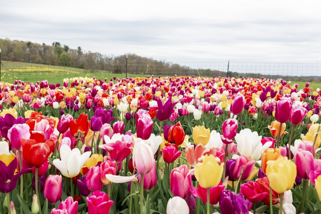 colorful flower and tulip fields pennsylvania